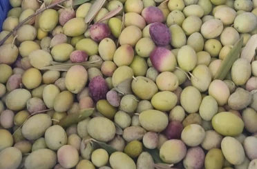 Salihli’de üreticiler zeytin sineğine karşı son kez uyarıldı 