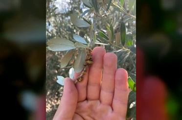 Salihli’de üreticilere zeytin dal kanseri uyarısı 