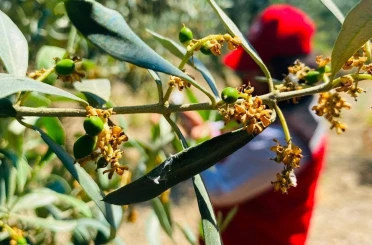 Salihli’de zeytin güvesi alarmı 