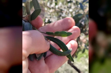 Salihli’de zeytin üreticilerine halkalı leke uyarısı 