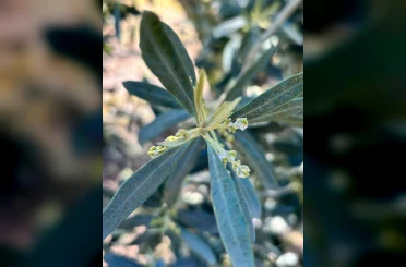 Salihli’de zeytin üreticilerine "Zeytin Pamuklu Biti" uyarısı 