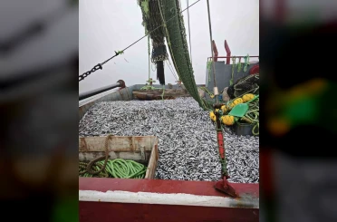 Samsun’da 1 milyon 843 bin 550 kilo hamsi denetlendi 