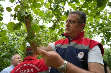 Samsun’da fındık rekolte tahmini çalışmaları tamamlandı 