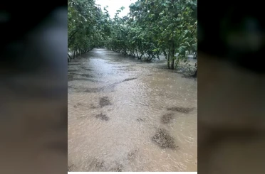 Samsun’da sağanak: Fındık bahçeleri göle döndü 