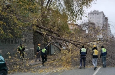 Samsun’da şiddetli rüzgar ağaçları devirdi 