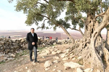 Şanlıurfa’da 1314 yıllık zeytin ağacının çevre düzenlemesi yapılıyor 