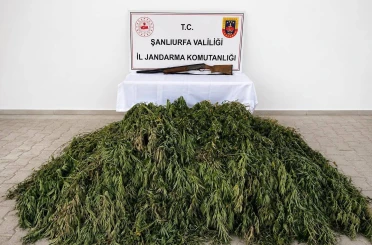 Şanlıurfa’da 610 kök kenevir ele geçirildi 