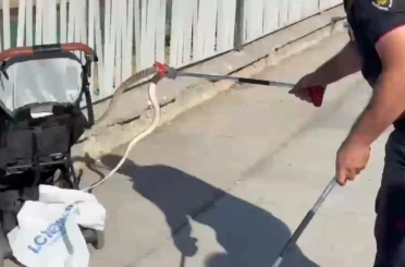 Şanlıurfa’da ağaçtan bebek arabasına yılan düştü 