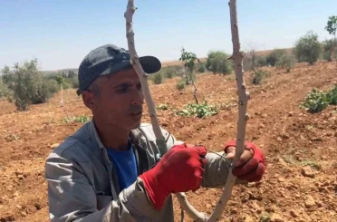 Şanlıurfa’da fıstık aşılama dönemi başladı 