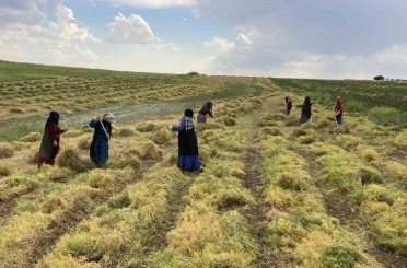 Şanlıurfa’da mercimek hasadı başladı 