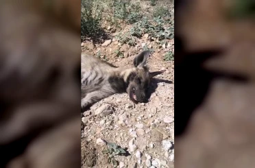 Şanlıurfa’da nesli tehdit altındaki çizgili sırtlan ölü bulundu 