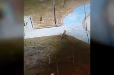 Şanlıurfa’da yiyecek arayan 2 tilki kent merkezine indi 