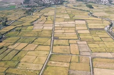 Saraydüzü’nde çeltik hasadı başladı 