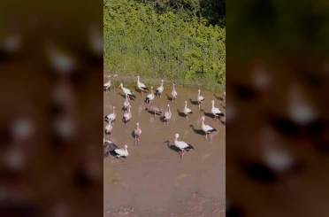 Sarı gagalı leylek Kırklareli’nde görüntülendi 