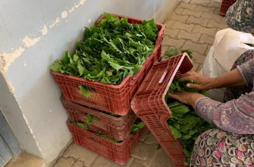 Sarıgöl’de yaprak fiyatları 35-40 TL’ye geriledi 