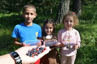 Sarıkamış’ta dağ çileği ve yaban mersini bereketi
