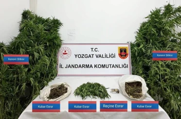 Sarıkaya’da 25 kök kenevir ele geçirildi 