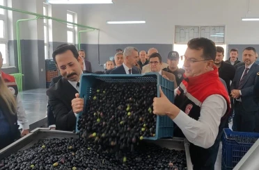 Şarköy’de zeytin hasadı yapıldı 