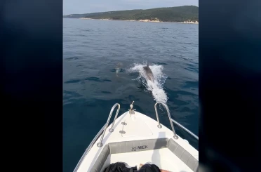 Saros Körfezi’nde yunuslar tekne ile yarıştı 