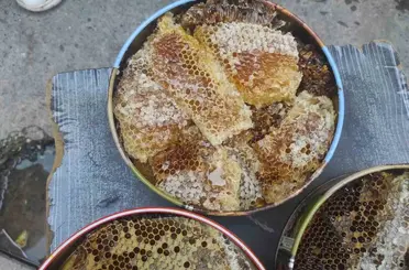 Sason’da ağaç kovuklarından çıkan balın kilosu çeyrek altını geride bıraktı
