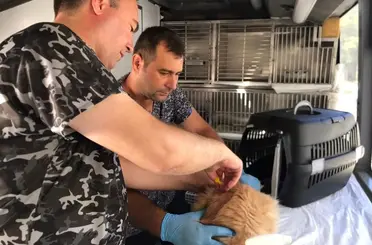 Savaştepe’de can dostlara bakım ve tedavi
