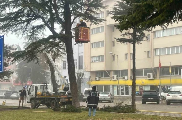 Şehir merkezinde riskli ağaçlara sepetli araçlı müdahale 