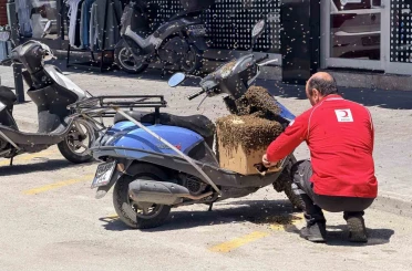 Şehrin göbeğinde oğul veren arılar ilgi odağı oldu 