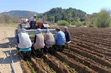Selendi’de tütün mesaisi başladı 
