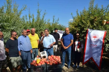 Serik’te nar hasadı başladı 