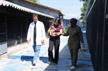Sessiz canlar hayvanseverleri bekliyor 