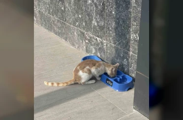 "Sevgimiz, Enerjimiz Sizinle" Projesi sokak hayvanlarına umut oldu 