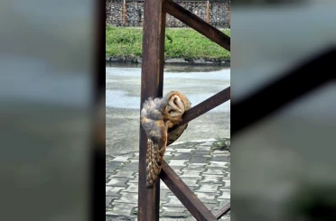 Sevimli Baykuş sokak direğinde uyuya kaldı 