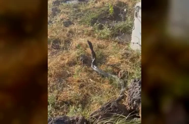 Sıcak hava devasa yılanları ortaya çıkardı 