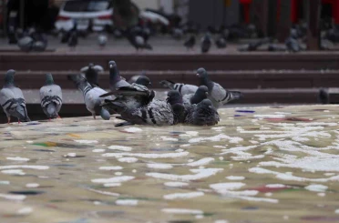 Sıcaktan bunalan güvercinler süs havuzunda serinledi 