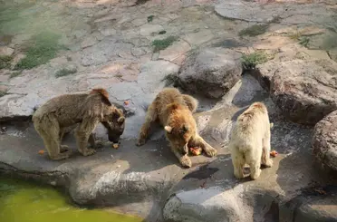 Sıcaktan bunalan hayvanlar buzlu kokteyl ile serinliyor
