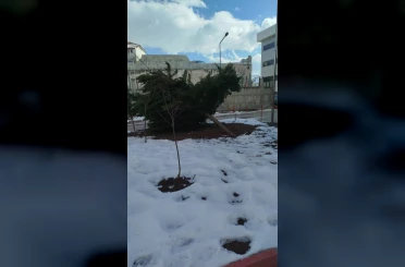 Şiddetli rüzgar hastane bahçesindeki çam ağacını devirdi 