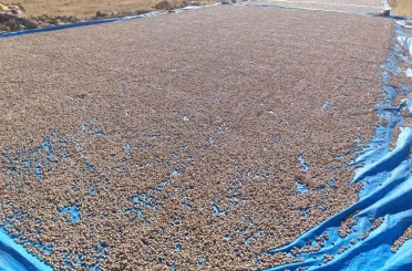 Siirt fıstığı işleme çalışmaları sürüyor 