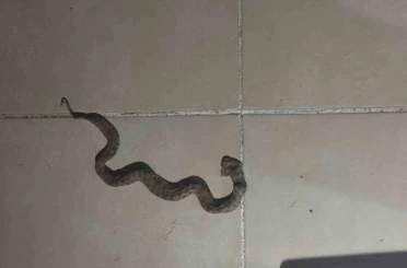 Siirt’te apartmanda görülen yılan paniğe neden oldu 
