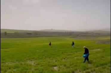 Siirt’te çiftçilerden zorlu mesai: Gübreleme eski usulle yapıldı 