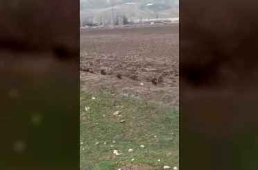 Siirt’te domuz sürüsü görüntülendi 