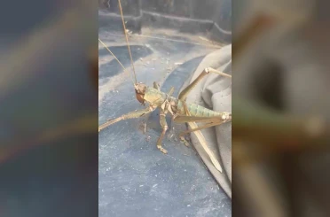 Siirt’te etçil çekirge görüldü 