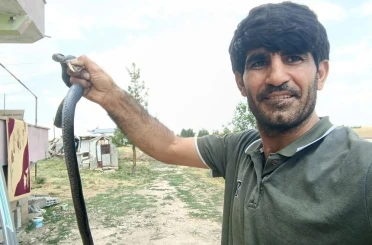 Siirt’te evine giren yılanı eliyle yakaladı 