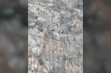 Siirt’te kayalıklarda 4 gündür mahsur kalan 2 keçi kurtarıldı 