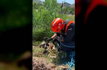 Siirt’te kuyuya düşen köpek kurtarıldı 