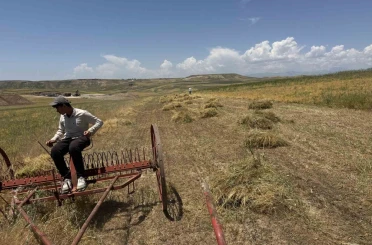 Siirt’te mercimek hasadı başladı: Çiftçinin yüzü gülüyor 