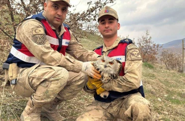 Siirt’te nesli tehlike altındaki kulaklı baykuş koruma altına alındı 