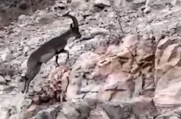 Siirt’te nesli tükenme tehlikesi altındaki yabani dağ keçisi görüldü 