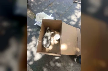 Siirt’te reklam panosuna sıkışan yavru kedi AFAD ekiplerince kurtarıldı 