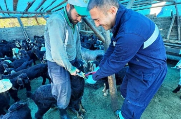 Simav’da küçükbaş hayvanlara aşılama ve küpeleme çalışması 