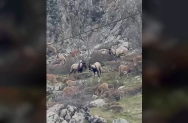 Sincik boğazına dağ keçileri indi 